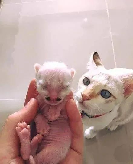 猫妈妈刚生完小宝宝，其中一只竟长这样，笑裂！ - 3