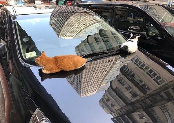 取车时看到两猫趴在车头，赶都赶不走，也不知怎么办才好！ - 1