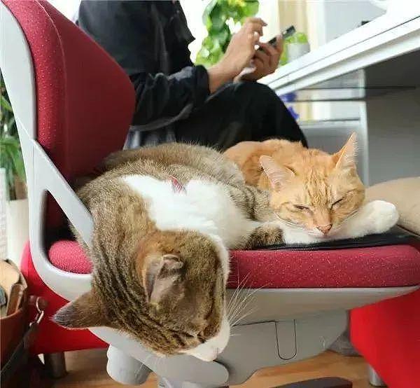 两只病恹恹的流浪猫，被公司CEO收养后，简直被宠上天了！ - 17
