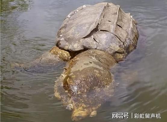 1965年，黄河曾捞出一只“巨龟”，网传有3层楼高，真相如何？ - 5