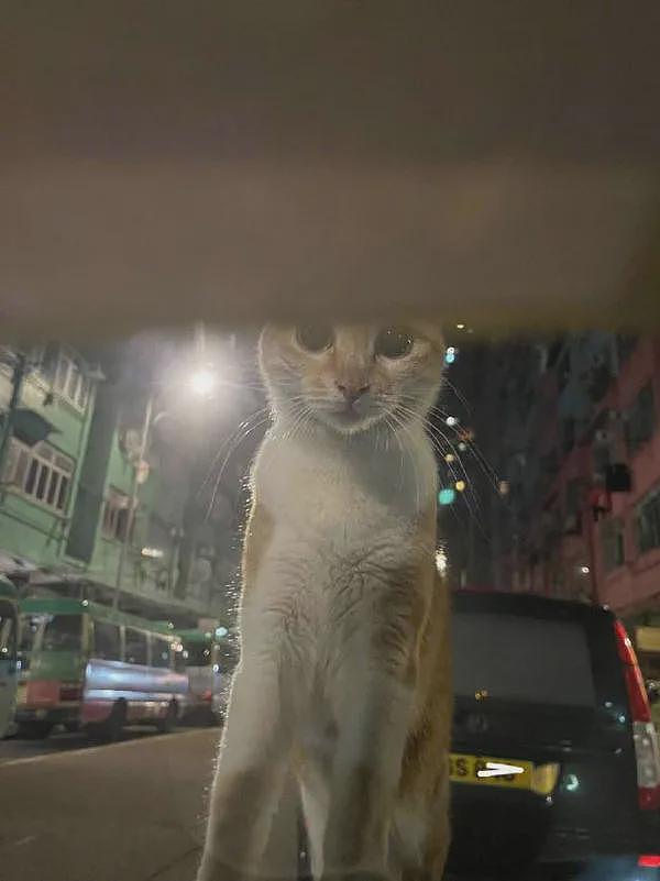 看到车前盖来了只猫，叫了它一下，不但没吓走，还想进到车里！ - 3