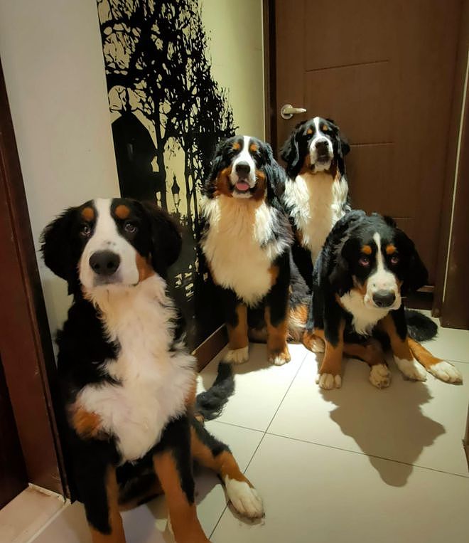 带四只超大型犬坐电梯，本来想再等一趟，但邻居的一句话把主人瞬间暖哭… - 3