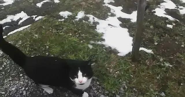 游客在瑞士登山迷路，靠一只热心猫咪的指路，安全回到村庄 - 5