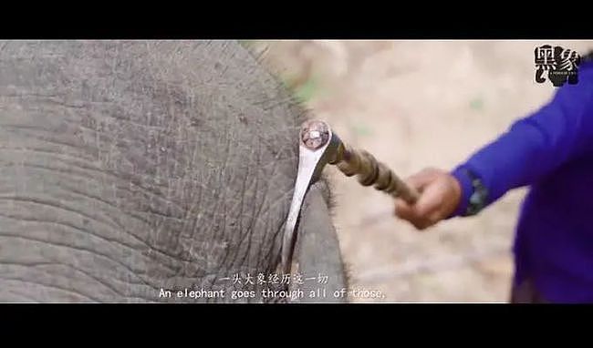 求求大家救救河南被虐待的小象莫莉：吃干草、睡粪堆、带刺圈、挨打挨饿，精神创伤... - 25