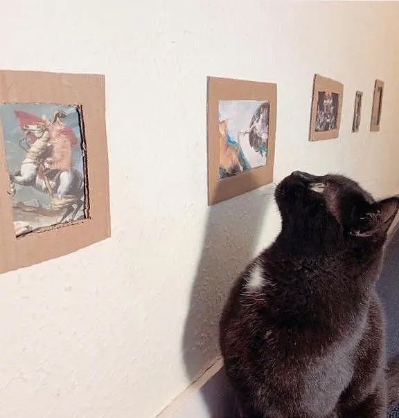在家太无聊，女儿给猫做了一个画廊，猫还挺喜欢，太有成就感了哈哈哈！ - 5