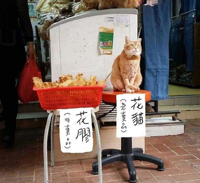有些猫就是吃了没文化的亏，竟在“禁止投喂”告示牌下装可怜要吃的！ - 23