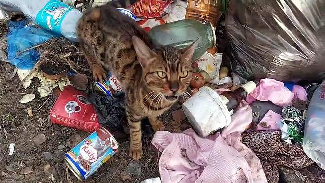 身价不菲的孟加拉豹猫，沦落到以垃圾为食，品种猫为什么会流浪？ - 3
