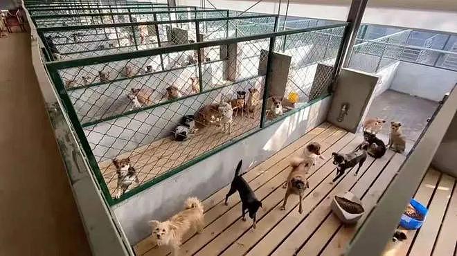 生而为僧的生命践行｜上海古寺让9000只猫狗有了家，如今因疫情断粮急需支援！ - 2