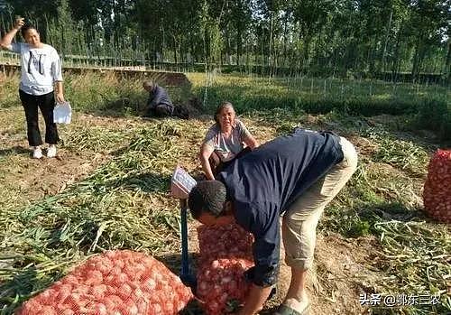 河南农村树荫下的贩子从农户手中收9毛一斤的大蒜，转手卖出1.5元 - 2