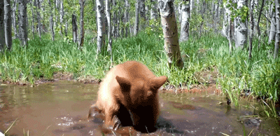 摄像机在野外拍到一头熊，它竟然正在……给自己的玩具熊洗澡！ - 4