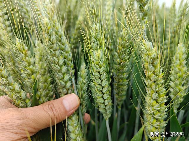 小麦灌浆期管理重点，只要打好这一遍药，就能确保籽粒饱满产量高 - 1
