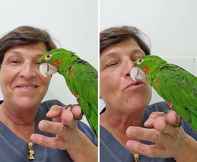 动物专家亲手重造鸟喙，巴西受伤鹦鹉重获新生 - 10