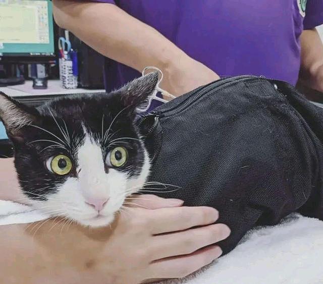 奶牛猫在诊所“撞衫”，医生抱出同款猫，猫：铲屎官，你别抱错了！ - 7
