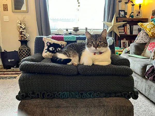 花了一年时间给猫猫织的小沙发，猫看后喜欢得不得了！ - 2