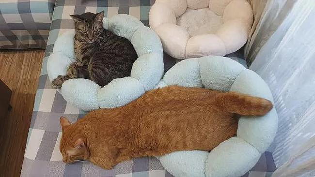 买的猫窝说只能睡4公斤以下的猫，但橘猫非要睡，就这样了！ - 2