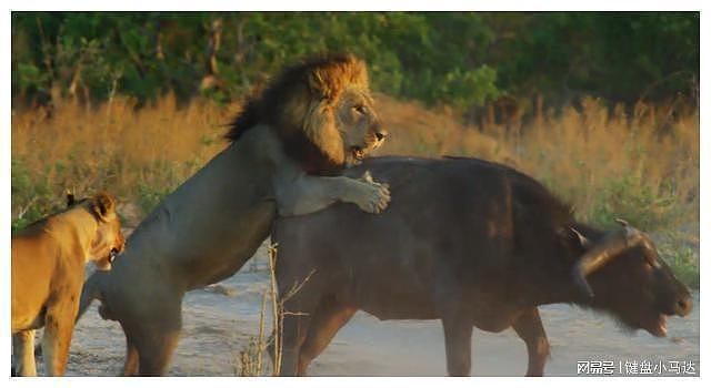 饿极的狮群攻击大象，强壮的大象被硬生扳倒，沦为食物 - 11
