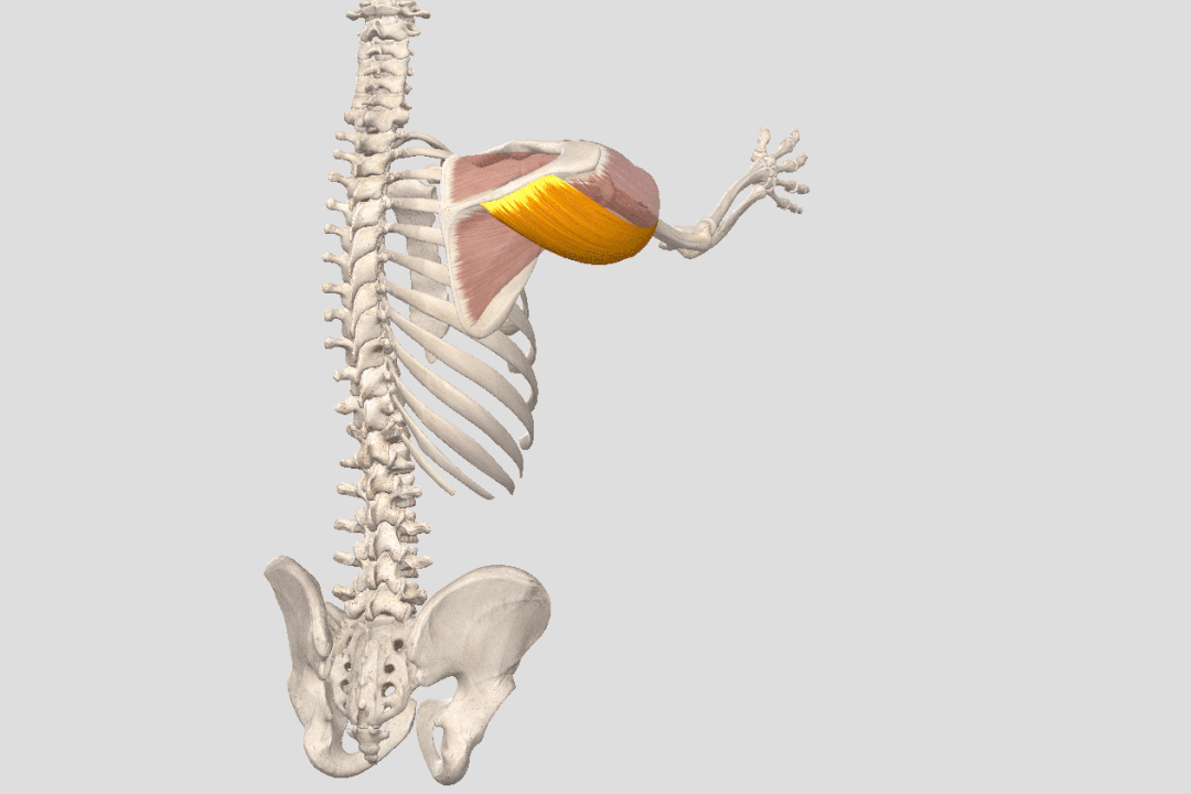 瑜伽开肩，肩关节的8大解剖运动形式及对应体式，一定要知道 - 18