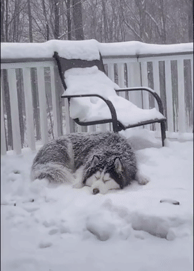 原来狗狗在下雪天还有这个用途...哈哈哈哈哈哈还真挺好用！ - 6