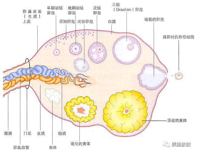 解剖丨膀胱、前列腺、尿道、生殖系统 - 35
