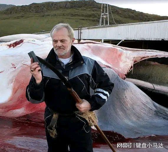 从人类野蛮捕鲸史，到丹麦“杀鲸大会”，鲸鱼的血泪染红了海！ - 6