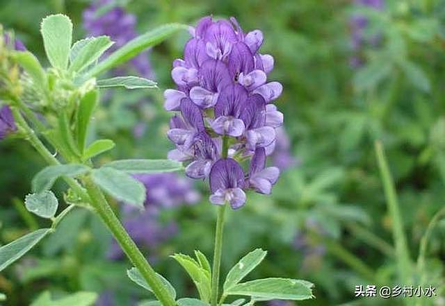 紫花苜蓿亩产5吨，种植1次可以连续收割10年，被誉为“牧草之王” - 2