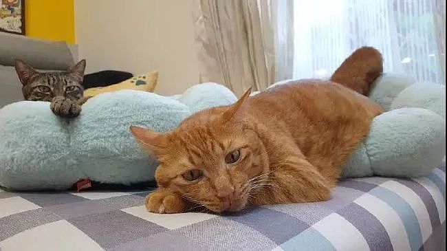买猫窝时老板建议只能睡4公斤以下的猫，可是大橘偏不信... - 3