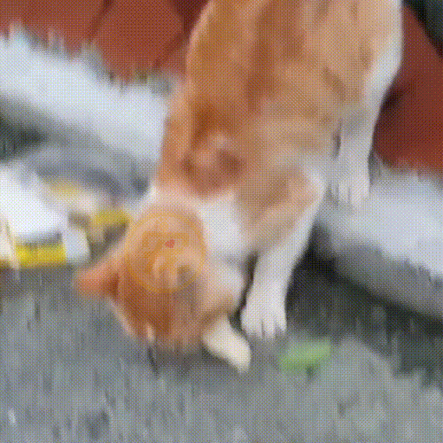瘦骨嶙峋的流浪橘猫，饿到吃沙土，获救后它时时刻刻在进食 - 6