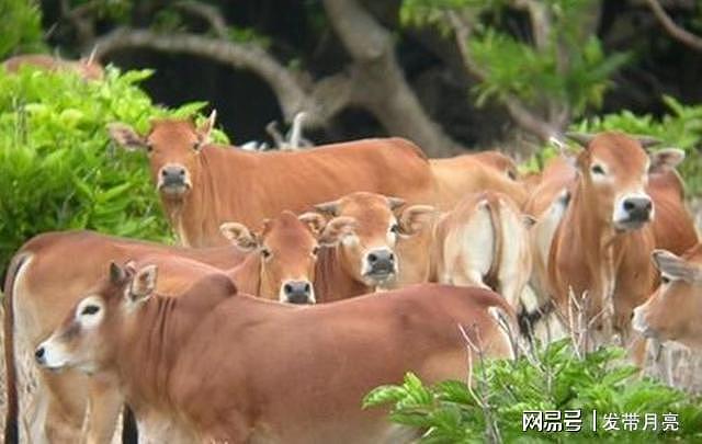 大规模野牛群在西沙东岛出现，是日本人带来的？从牛粪中看出答案 - 7
