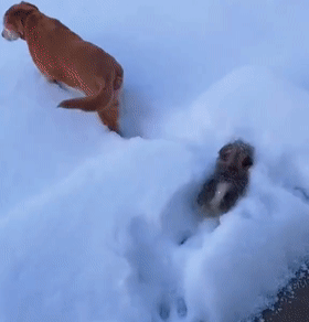 原来狗狗在下雪天还有这个用途...哈哈哈哈哈哈还真挺好用！ - 5