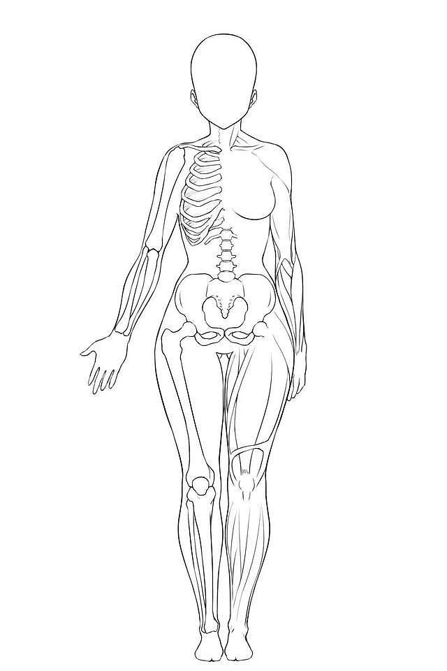 了解骨骼和肌肉的性别差异 - 2