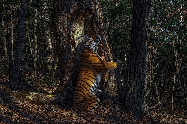 这个野生动物摄影界的“奥斯卡”，今年又有我国摄影师获奖 - 8