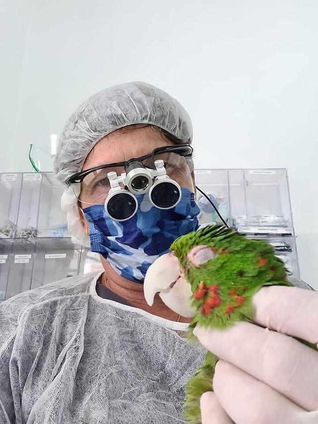动物专家亲手重造鸟喙，巴西受伤鹦鹉重获新生 - 9