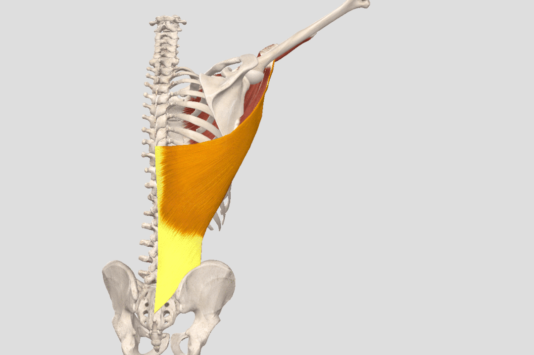 瑜伽开肩，肩关节的8大解剖运动形式及对应体式，一定要知道 - 13