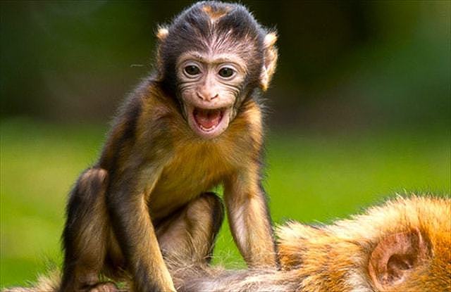 非洲男子得罕见怪病，长相似猴子，不吃饭只吃香蕉，被人当动物耍 - 9