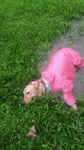 给狗子试穿新雨衣，结果这货硬是把雨衣穿成了泳衣！ - 3