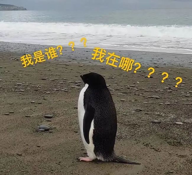 史上最倒霉路痴企鹅，竟从南极迷路到新西兰，离家3000公里！ - 4
