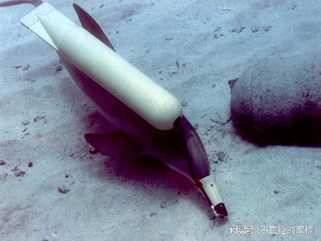 美国的第一道防线：美国海军用于保护美国核武器库军事海豚们 - 2