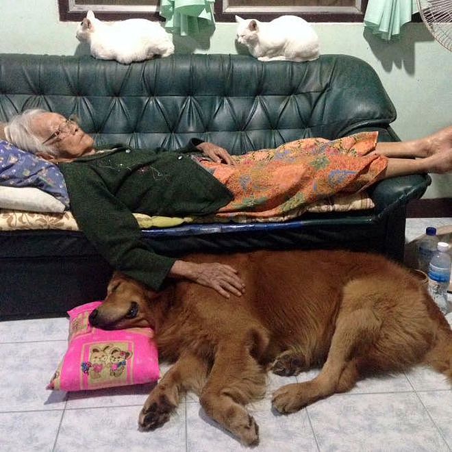 90岁奶奶坚决反对养狗，看到金毛后完全沦陷，狗狗成了她的小跟班 - 6