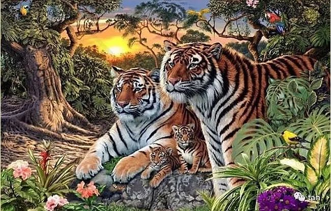 这张图有16只老虎，看出2只的老花眼，能看出来8只的绝对还年轻！ - 1