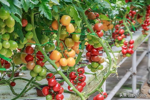 辣椒、茄子、西红柿、黄瓜等落花落果严重？7个方法，增产可达30% - 2