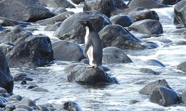 史上最倒霉路痴企鹅，竟从南极迷路到新西兰，离家3000公里！ - 14