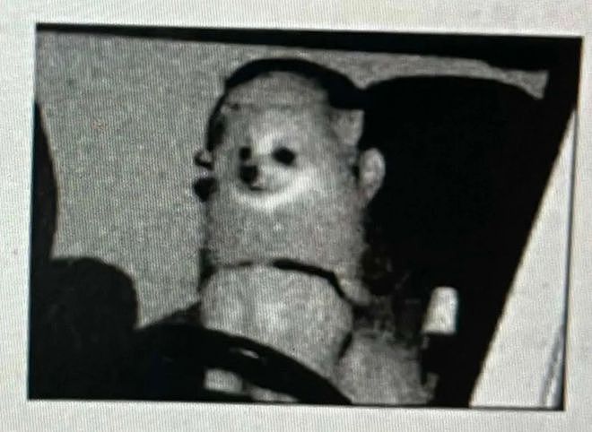 收到超速罚单，一看照片懵了：当时开车的，是我家狗？ - 2