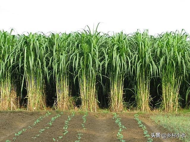 搞养殖先种草，皇竹草号称“饲草之王”，亩产达30吨 - 1