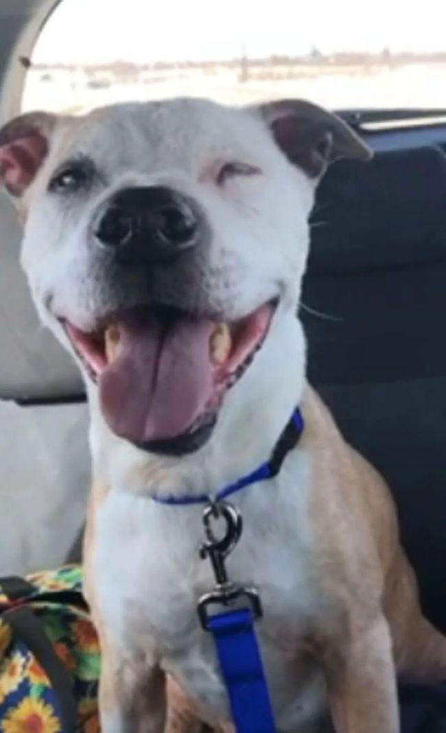 16岁的狗狗被领养后，一直笑个不停，画面超治愈！ - 6