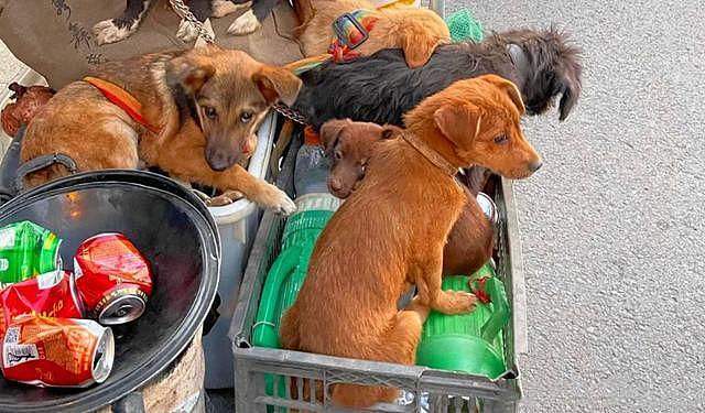 老人陆续收养7只流浪狗，带着汪们一起工作：垃圾车成了撸狗车 - 1