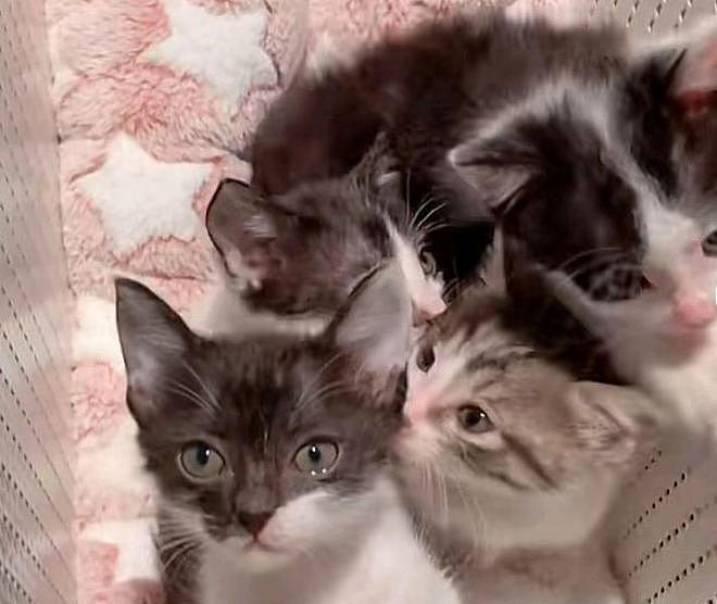 网友救下被遗弃在塑料袋里的6只小奶猫，一睁眼就喊网友“妈”！ - 6