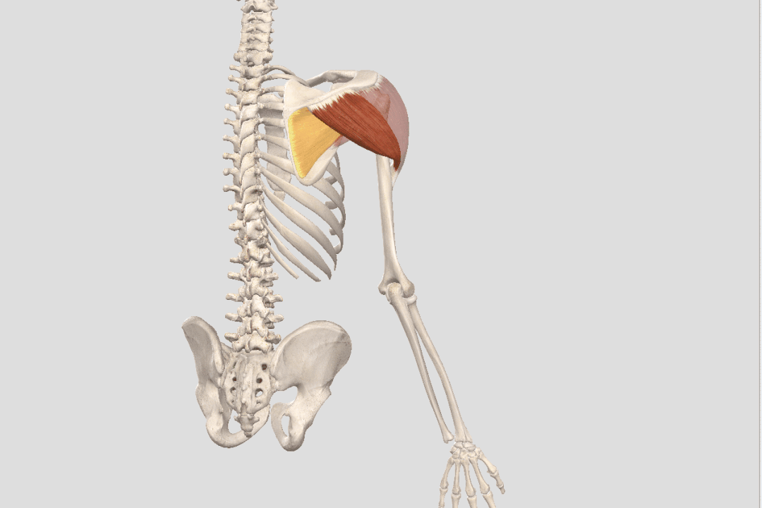 瑜伽开肩，肩关节的8大解剖运动形式及对应体式，一定要知道 - 15