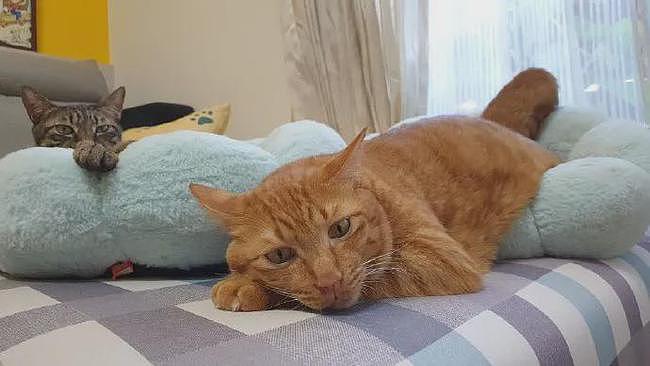 买的猫窝说只能睡4公斤以下的猫，但橘猫非要睡，就这样了！ - 3