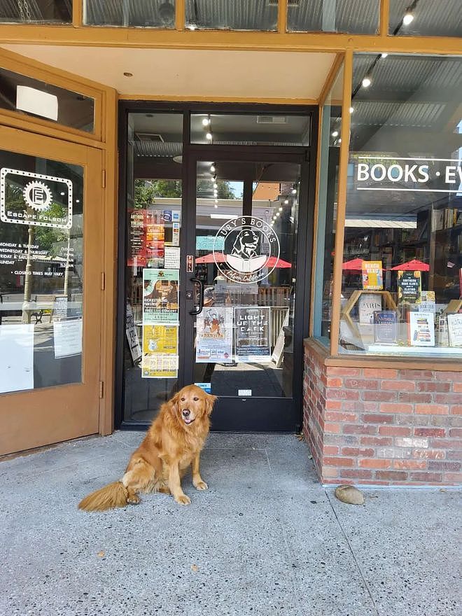 因为太爱狗子了，铲屎官就给它开了家书店，让它当店长！ - 4