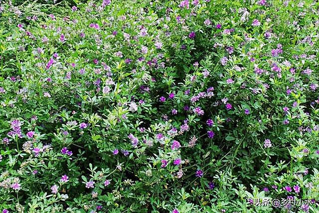 紫花苜蓿亩产5吨，种植1次可以连续收割10年，被誉为“牧草之王” - 1
